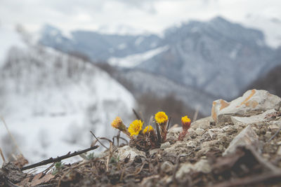 Close-up of yellow flowering plant. winter flower in the mountains.