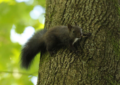 Close-up of squirrel on tree trunk