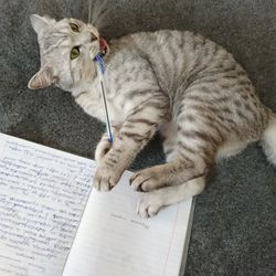 High angle view of cat relaxing on book