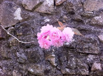 High angle view of pink cherry blossoms on rock