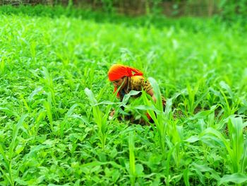 Close-up of butterfly on plant in field