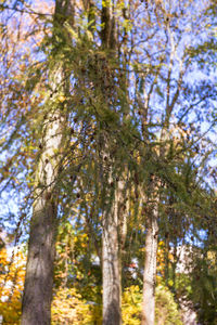 Low angle view of pine trees in forest