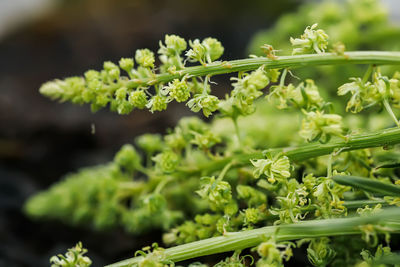 Close-up of flowering plant