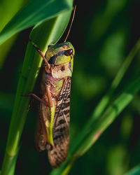 Close-up of insect on leaf