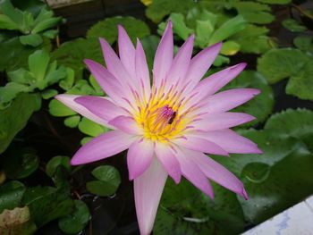 Close-up of pink lotus water lily