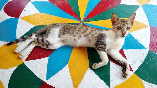 Close-up portrait of multi colored cat