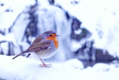 Close-up of bird perching on snow