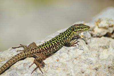 Close-up of lizard