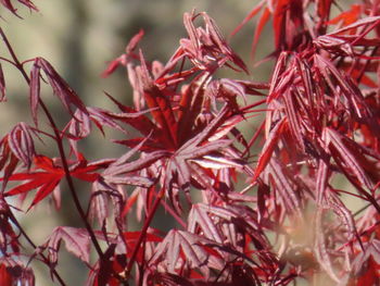 Close-up of red leaves against blurred background