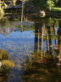 Reflection of trees in pond