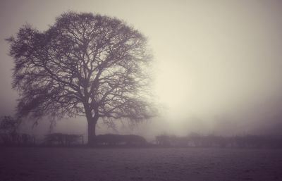 Bare trees on field against sky during winter