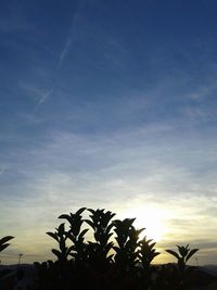 Low angle view of silhouette palm trees against sky