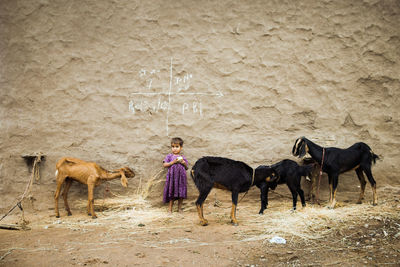 Girl standing by goats against wall