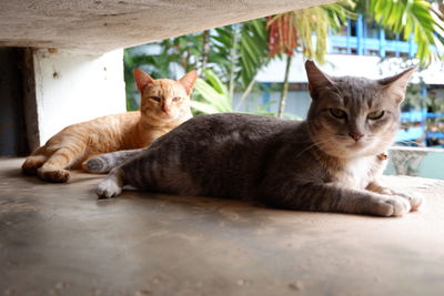 Portrait of cat resting