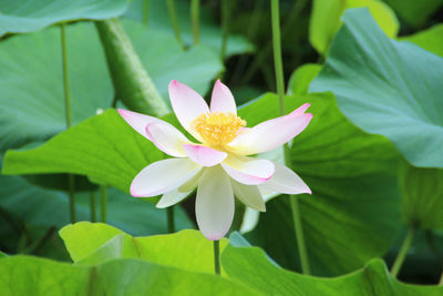 Close-up of flowers