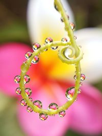 Close-up of raindrops on plant