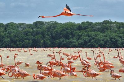 Flamingos on lake