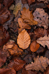 Dry leaves on field
