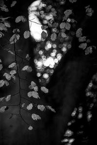 Low angle view of leaves on tree