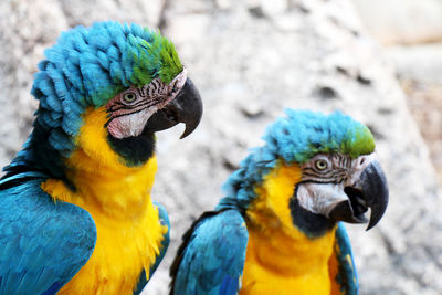 Pair of captive blue-and-gold macaws - ara ararauna - in florida.