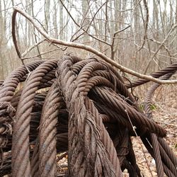Close-up of tree in forest