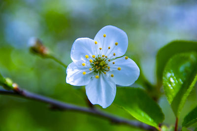 Close-up of white flowering plant