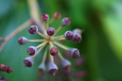 Close-up of purple flower buds