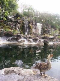 Ducks in water