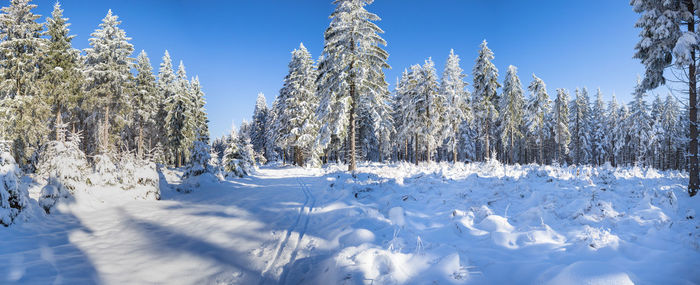 Trees on snow covered field against sky