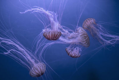 Close-up of jellyfish swimming in sea