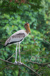 High angle view of gray heron on leaves