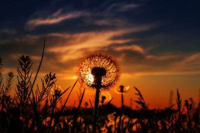 Close-up of dandelion flower