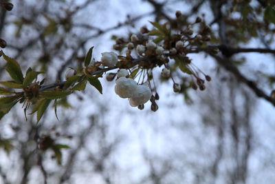 Low angle view of cherry blossoms