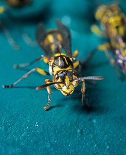 Close-up of insect on blue surface