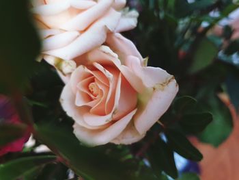 Close-up of rose plant