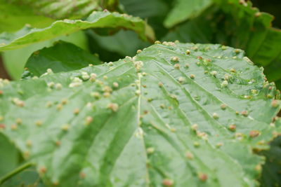 Close-up of wet plant leaves