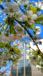 Low angle view of flower tree against sky