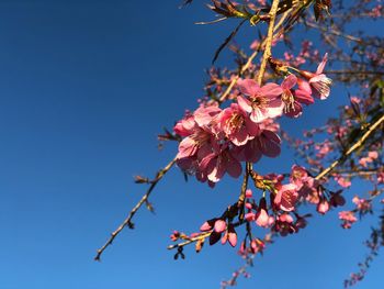 Low angle view of cherry blossoms against sky