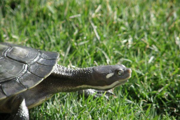 animal themes, one animal, grass, animals in the wild, wildlife, field, one person, close-up, grassy, focus on foreground, part of, reptile, person, green color, nature, cropped, outdoors, day, frog