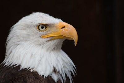 Close-up of a bird looking away