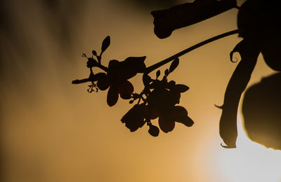 Low angle view of silhouette flowering plant against sky during sunset