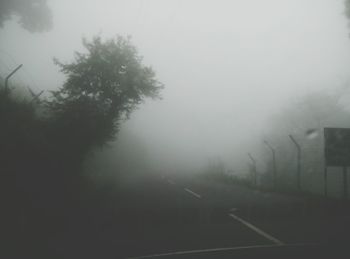 Trees in foggy weather