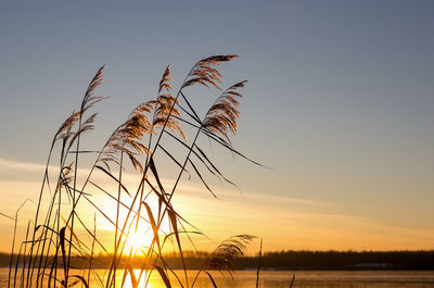 Golden reed grass on a yellow sunset background. horizontal photo