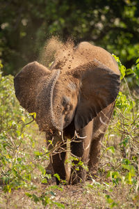 Elephants on field