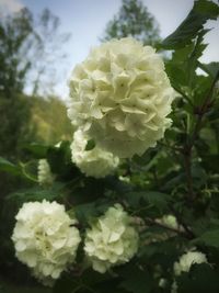 Close-up of white flowers