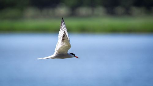 Low angle view of seagull flying