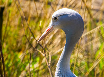 Close-up of a bird