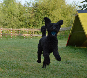 Dog standing on grassy field