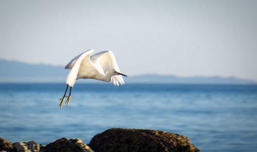 Heron flying over rocks in sea against sky