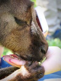 Close-up of hand touching dog